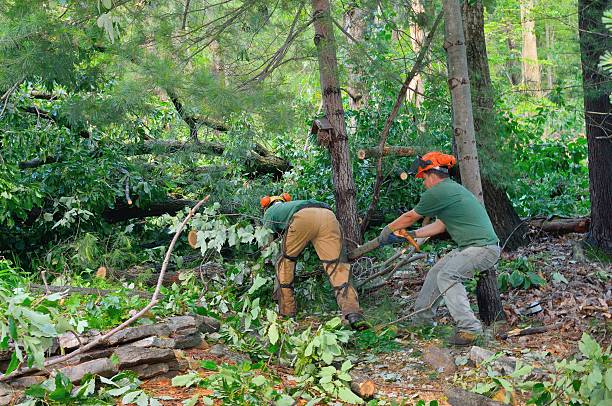 Best Tree Removal Near Me  in Von Ormy, TX